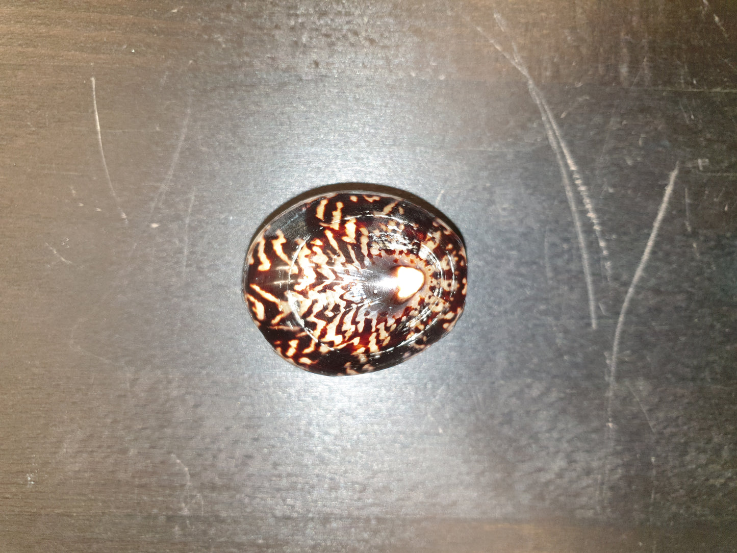 Sm shell box